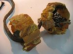 Bracelet ( Ambre blanche naturelle )